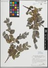 Foto von Salix myrsinifolia Salisb.